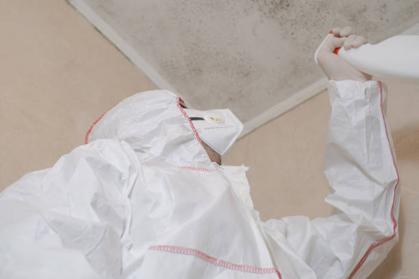 Why You Should Choose Our Mold Remediation Services in St Francisville, LA